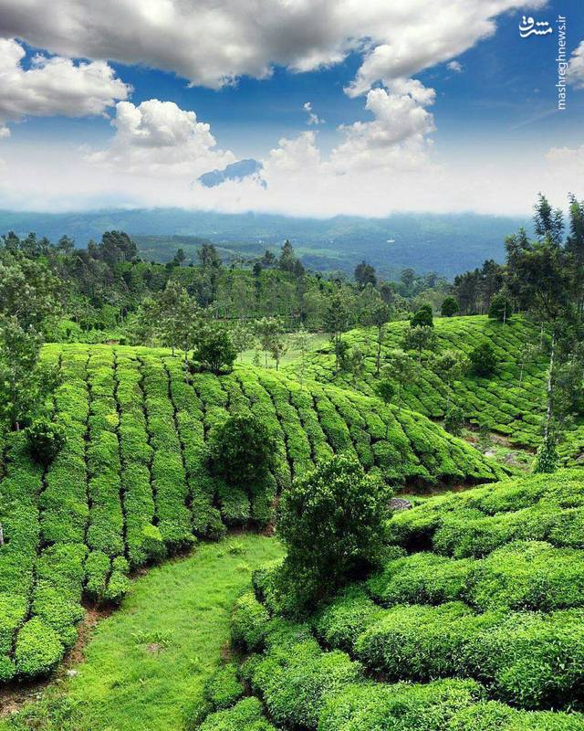شیطان کوه لاهیجان؛ تلفیق افسانه و طبیعت 3 مزارع چای لاهیجان